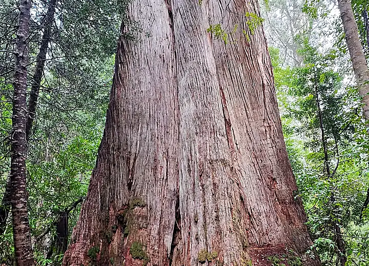 Fibrous bark of a mature eucalypt with tree fern at its base