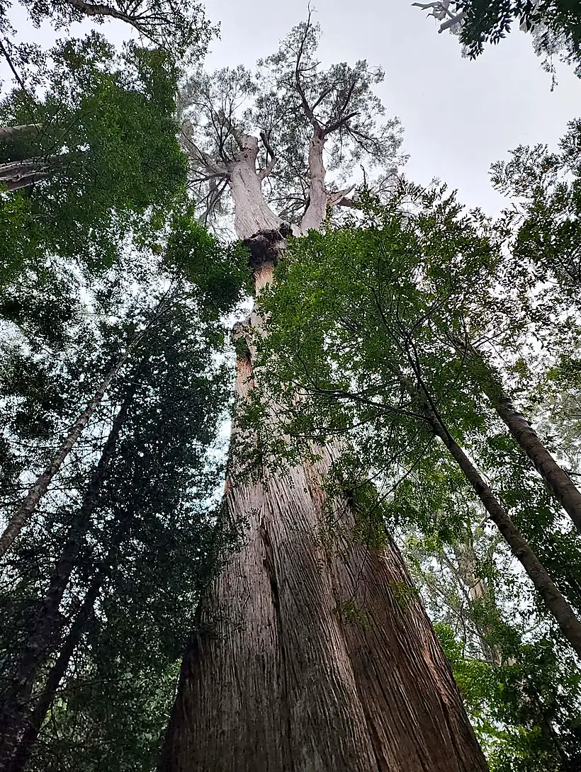 Looking up the mossy trunk of a mature eucalypt into the canopy