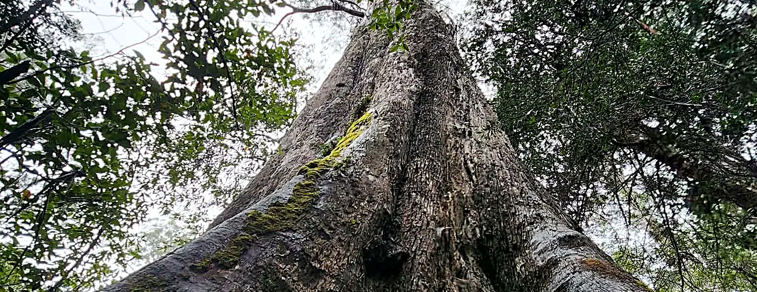 Eucalypt crown radiating overhead, viewed from the base of the trunk