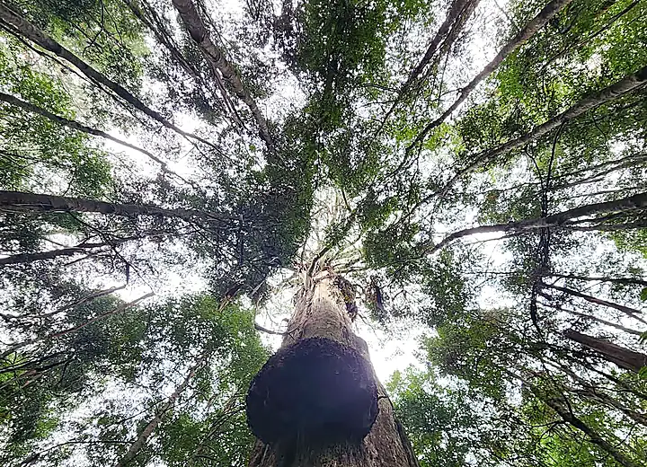 Canopy of an old growth eucalypt seen from directly below