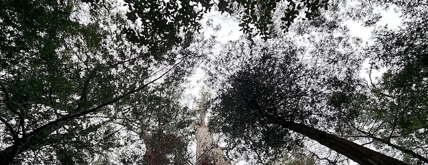 Eucalypt crowns in mist above a wet forest understorey