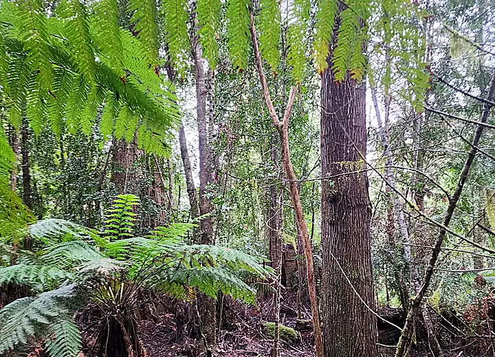 Buttressed base of an old eucalypt covered in moss